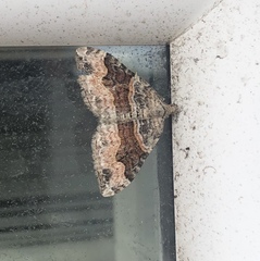 Xanthorhoe defensaria