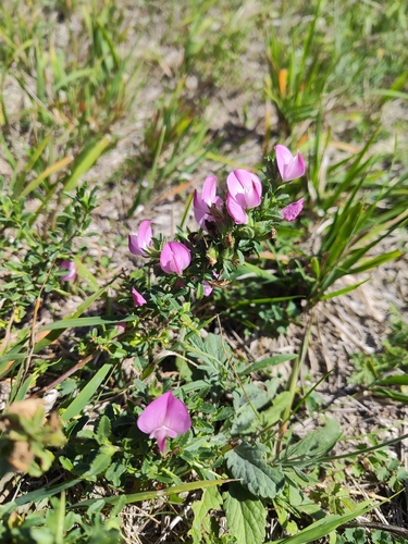 Spiny restharrow