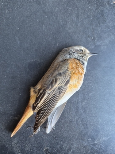 Common Redstart