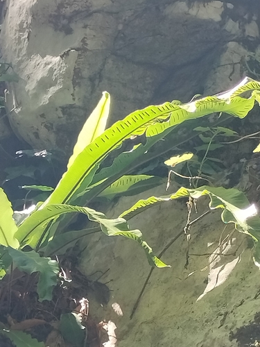 Hart's-tongue fern