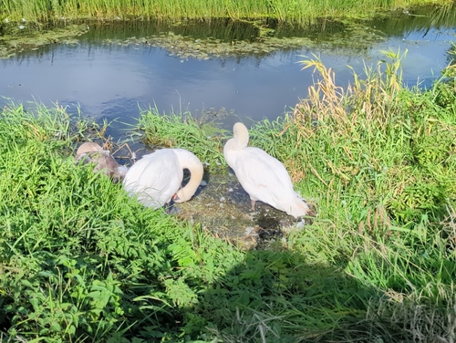 Mute Swan
