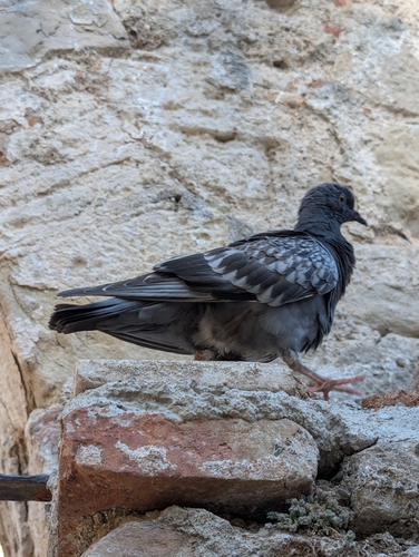Feral Pigeon
