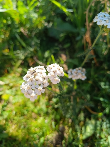 common yarrow