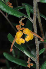 Grevillea chrysophaea