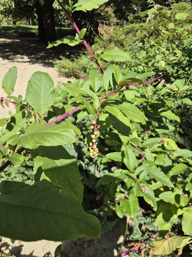 American pokeweed