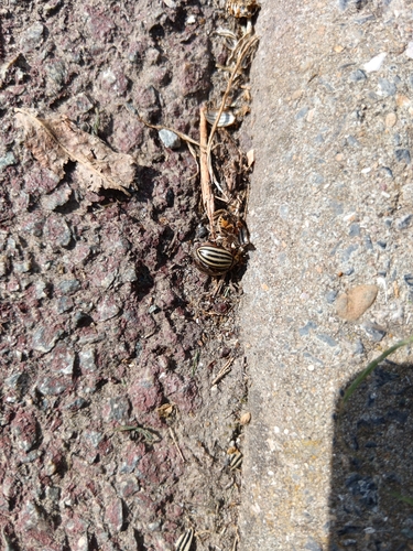Colorado Potato Beetle