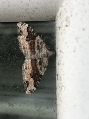 Xanthorhoe defensaria