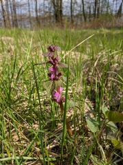 Lamium maculatum