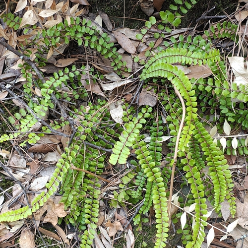 maidenhair spleenwort