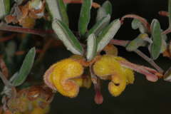 Grevillea chrysophaea