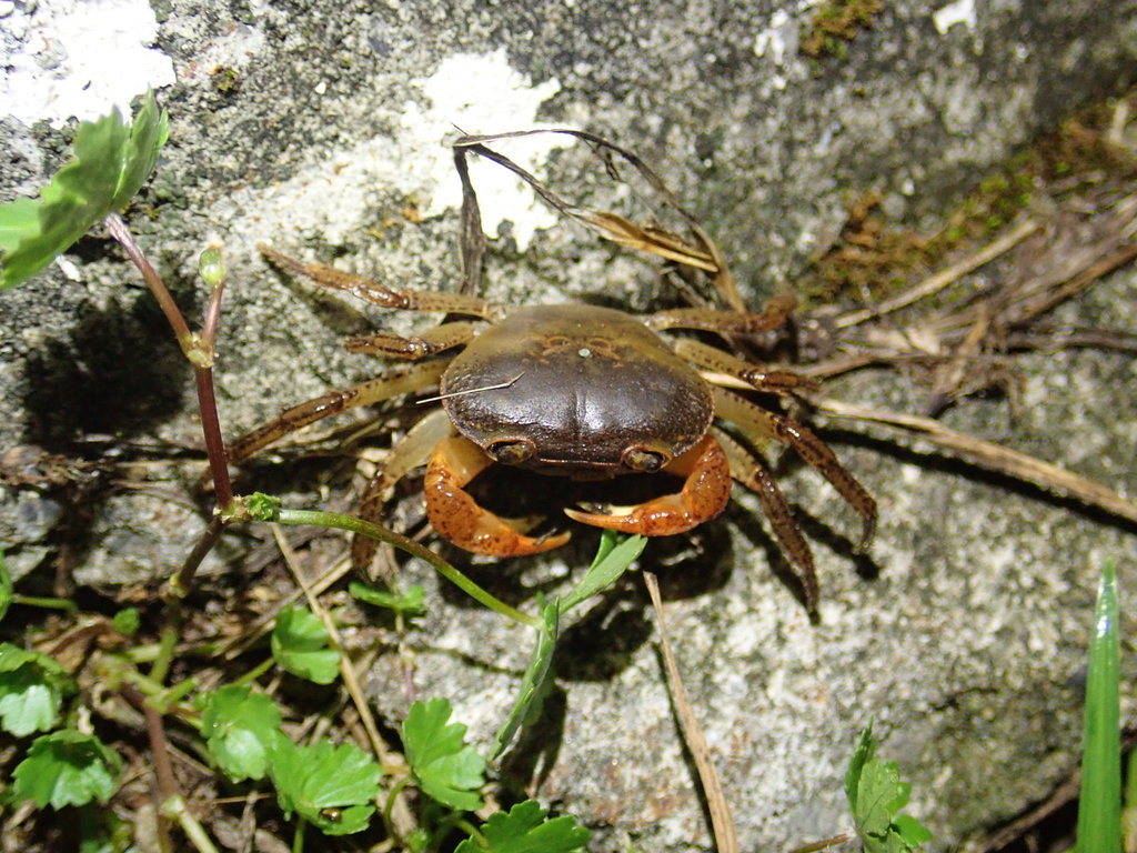 Geothelphusa tawu