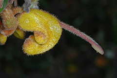 Grevillea chrysophaea