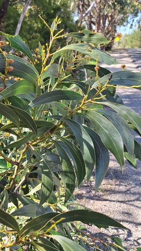 Acacia pycnantha, photograph 3