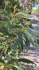 Acacia pycnantha, photograph author not stated, no rights reserved