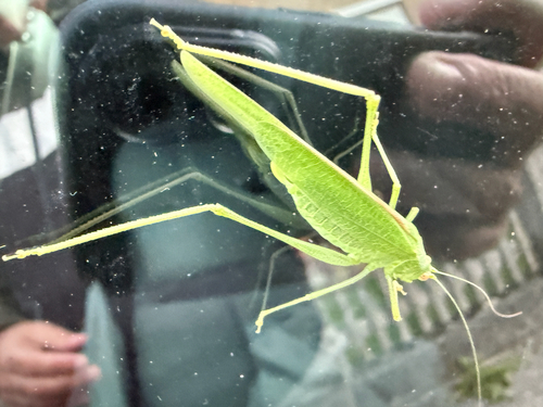Mediterranean Katydid