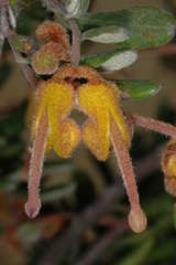 Grevillea chrysophaea