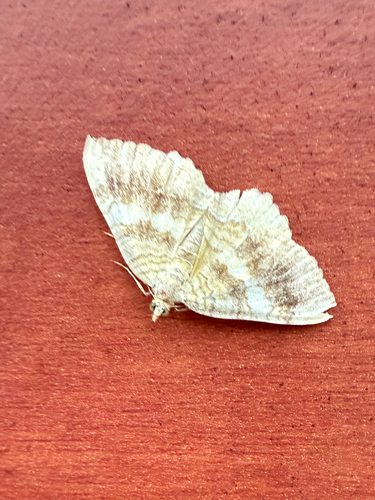 Yellow Shell Moth