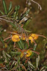 Grevillea chrysophaea