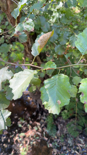 Iberian Alder