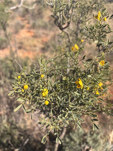 silver senna