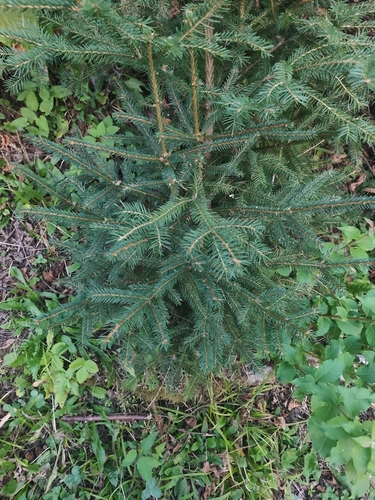Norway spruce