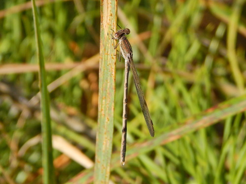 Siberian Winter Damsel