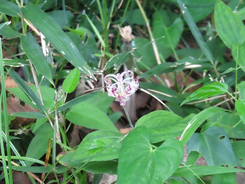 Tricyrtis macropoda, photograph 2