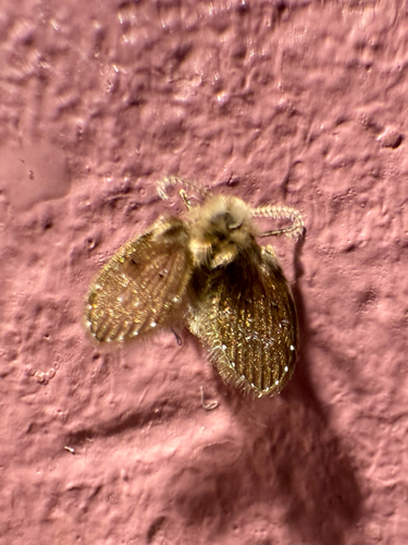 Bathroom Moth Fly