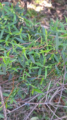 Billardiera cymosa, photograph 3