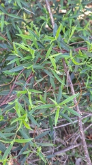 author not stated, no rights reserved Billardiera cymosa, photograph author not stated, no rights reserved