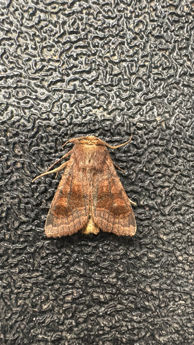 Bronzed Cutworm Moth