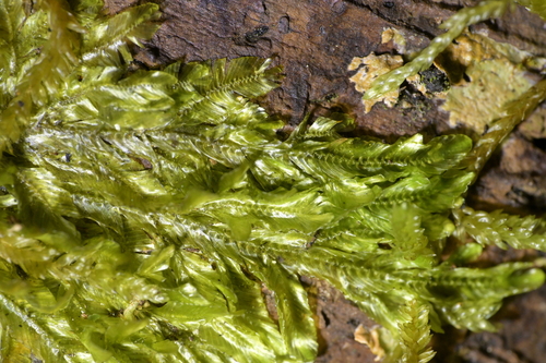 Orthorrhynchium elegans observed 2026-09-20