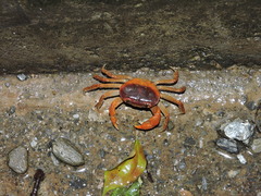 Geothelphusa bicolor