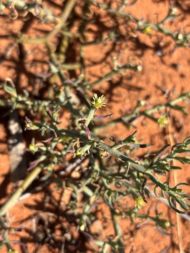 Wiry Ashbush