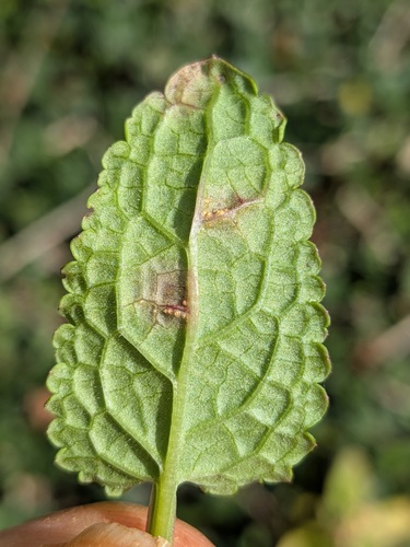 Uromyces scrophulariae