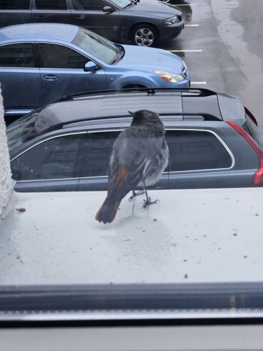 Black Redstart