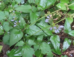 Salvia japonica