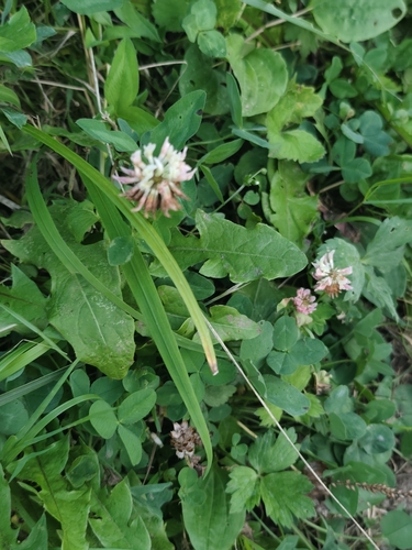 Alsike clover