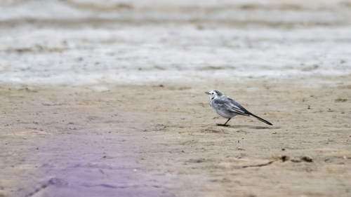 White Wagtail
