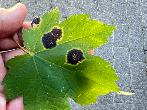 Black Tar Spot