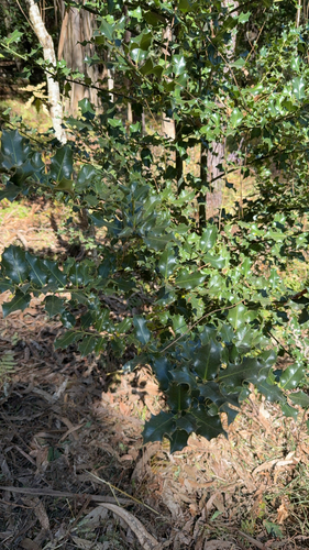 European holly