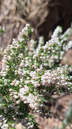 Erica arborea, photograph 6