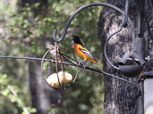 Baltimore Oriole