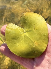 Nymphoides humboldtiana