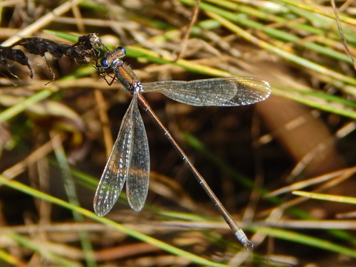 Small Spreadwing