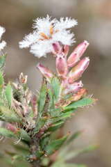 Leucopogon glacialis