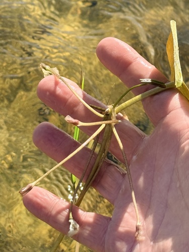 Nymphoides humboldtiana, photograph 2