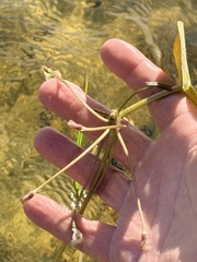 Nymphoides humboldtiana, photograph author not stated, no rights reserved