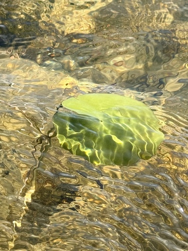 Nymphoides humboldtiana, photograph 3