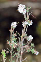 Leucopogon glacialis